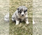 Small #5 Miniature Australian Shepherd