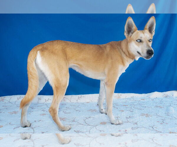 Medium Photo #2 German Shepherd Dog-Siberian Husky Mix Puppy For Sale in Pasadena, CA, USA