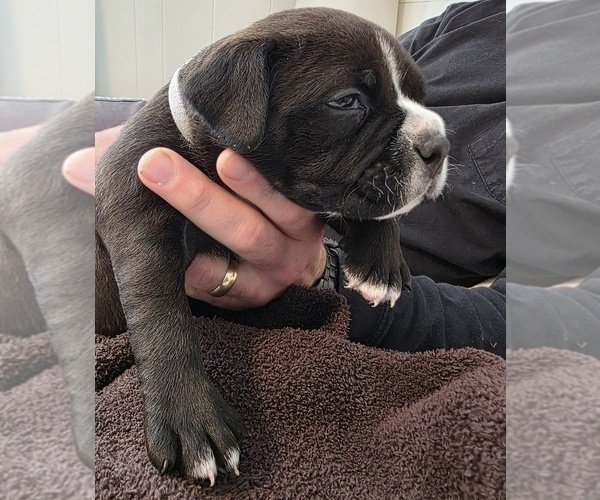 Medium Photo #7 American Bully Puppy For Sale in PADUCAH, KY, USA