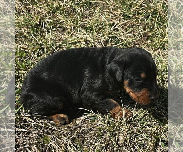 Medium Photo #2 Doberman Pinscher Puppy For Sale in MARYSVILLE, IN, USA