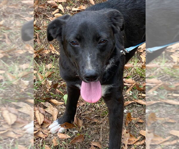 Medium Photo #5 Borador Puppy For Sale in Attalka, AL, USA