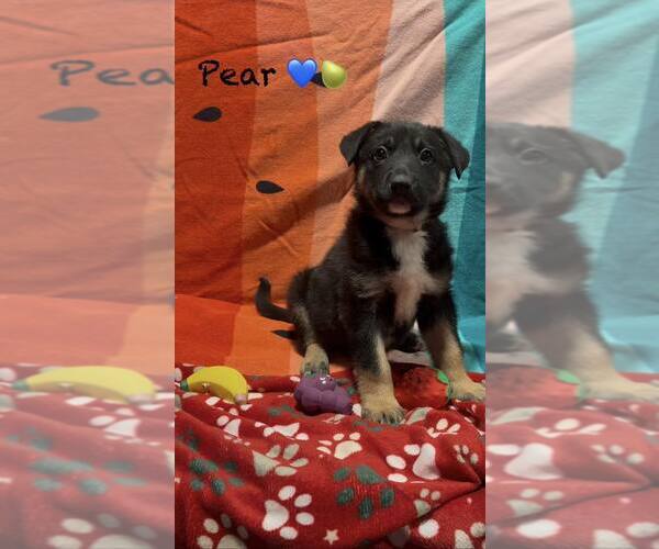 Medium Photo #1 Mutt Puppy For Sale in Turlock, CA, USA