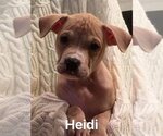 Small Photo #9 American Pit Bull Terrier Puppy For Sale in New York, NY, USA