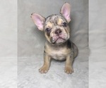 Puppy James French Bulldog
