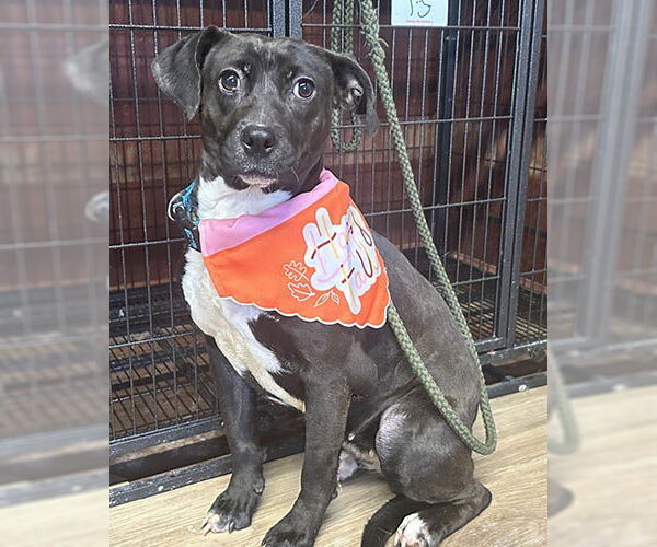 Medium Photo #5 Mutt Puppy For Sale in Lake Wylie, SC, USA