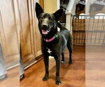 Small #13 German Shepherd Dog-Siberian Husky Mix