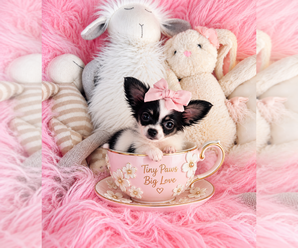 Medium Photo #7 Chihuahua Puppy For Sale in ORLANDO, FL, USA