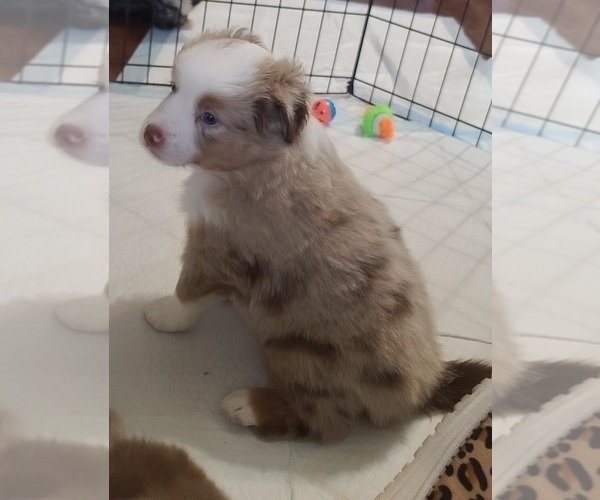 Medium Photo #3 Miniature Australian Shepherd Puppy For Sale in WALLER, TX, USA