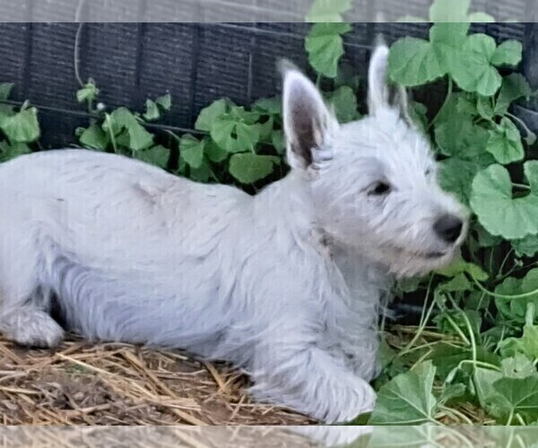 Medium Photo #5 West Highland White Terrier Puppy For Sale in WHITEWOOD, SD, USA