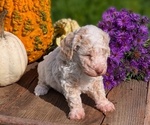 Small #4 Poodle (Toy)