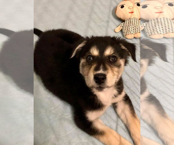 Medium Photo #1 Aussie Siberian Puppy For Sale in Hillsboro, MO, USA