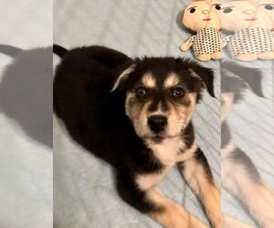 Aussie Siberian Dogs for adoption in Hillsboro, MO, USA