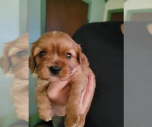 Medium Cavalier King Charles Spaniel