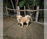 Small Photo #2 Cockeranian Puppy For Sale in Escondido, CA, USA