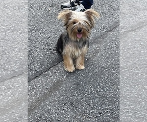 Yorkshire Terrier Puppy for sale in LOWELL, MA, USA