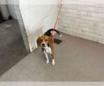 Small Beagle