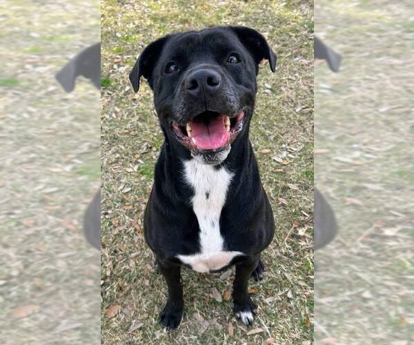 Medium Photo #2 Staffordshire Bull Terrier-Unknown Mix Puppy For Sale in Texas City, TX, USA