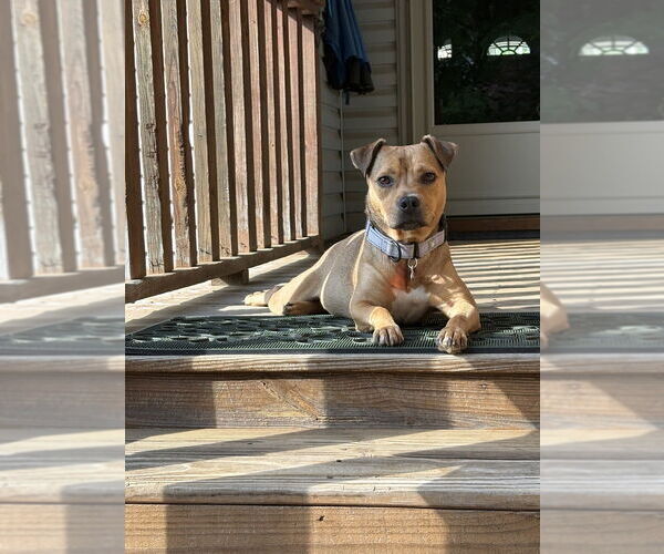 Medium Photo #2 Puggle Puppy For Sale in Boston, MA, USA