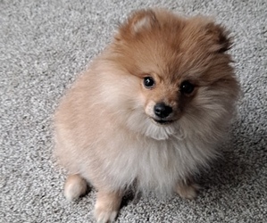 Pomeranian Puppy for sale in VISALIA, CA, USA
