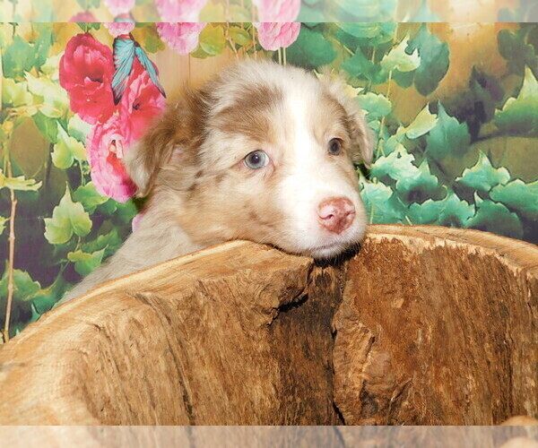 Medium Photo #3 Australian Shepherd Puppy For Sale in HAMMOND, IN, USA