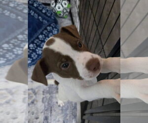 Penn - Male Mutt Dog for Adoption - Photo #3