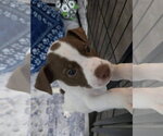 Small Photo #3 Mutt Puppy For Sale in New London, WI, USA