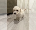 Puppy Cleo Bichpoo