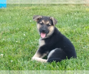 German Shepherd Dog Puppy for sale in AUBURN, KY, USA