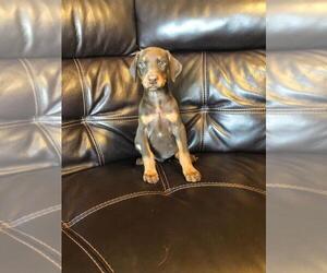 Doberman Pinscher Puppy for sale in FINLAYSON, MN, USA