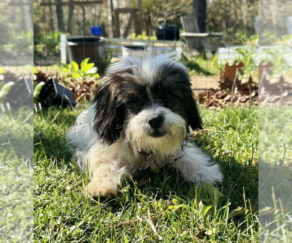 Medium Photo #1 Shih Tzu Puppy For Sale in Oak Bluffs, MA, USA
