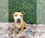 Small #1 American Pit Bull Terrier
