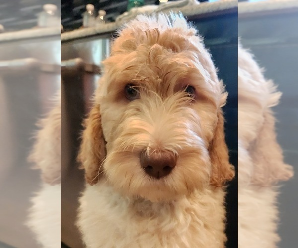 Medium Photo #17 Goldendoodle Puppy For Sale in KANSAS CITY, MO, USA