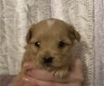 Puppy Puppy 5 Morkie