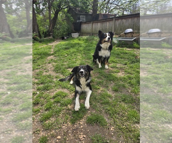 Medium Photo #1 Border-Aussie Puppy For Sale in NASHVILLE, TN, USA
