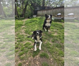 Father of the Border-Aussie puppies born on 02/24/2025