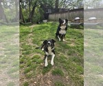 Small Photo #1 Border-Aussie Puppy For Sale in NASHVILLE, TN, USA