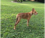 Small #3 Australian Kelpie Mix