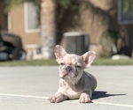 Small #1 French Bulldog