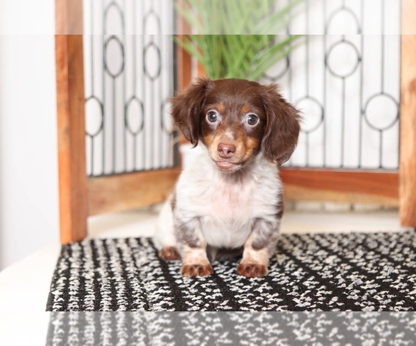 Medium Photo #1 Dachshund Puppy For Sale in NAPLES, FL, USA