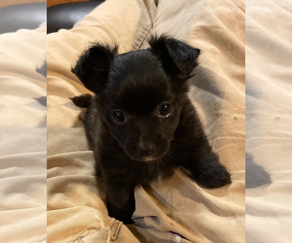 Medium Photo #1 Chihuahua Puppy For Sale in FAYETTEVILLE, NC, USA
