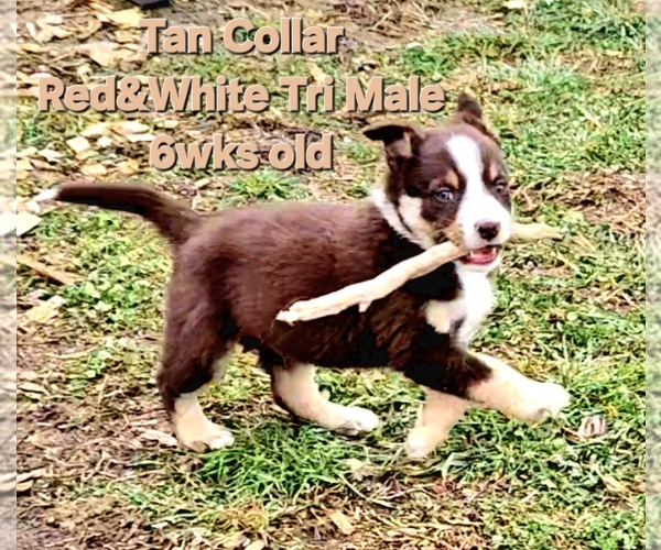 Medium Photo #2 Border Collie Puppy For Sale in BYBEE, TN, USA