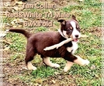 Small #1 Border Collie