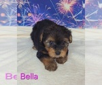 Small #2 Yorkipoo