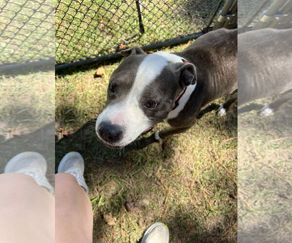Medium Photo #21 Mutt Puppy For Sale in Garner, NC, USA