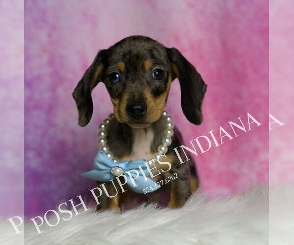 Medium Photo #4 Dachshund Puppy For Sale in WARSAW, IN, USA