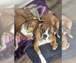 Small #2 Boxer Mix
