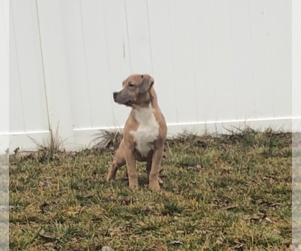 Full screen Photo #1 American Bully Puppy For Sale in ROCKFORD, OH, USA