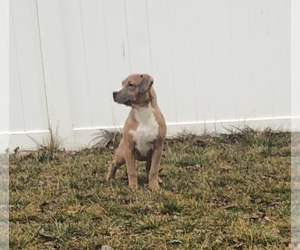 American Bully Puppy for sale in ROCKFORD, OH, USA
