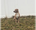 Small Photo #1 American Bully Puppy For Sale in ROCKFORD, OH, USA