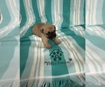 Small Photo #2 French Bulldog Puppy For Sale in OPP, AL, USA
